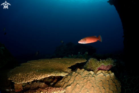 A Coral Trout | Coral Trout