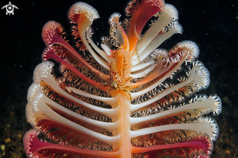 A sea pen