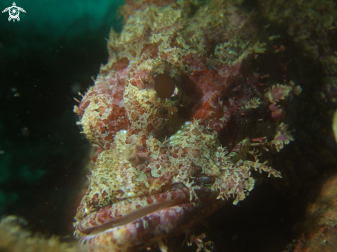 A Scorpion Fish