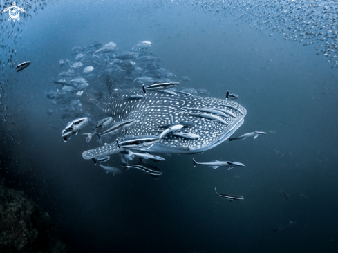 A Whale Shark