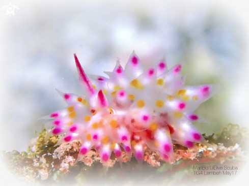 A Nudibranch