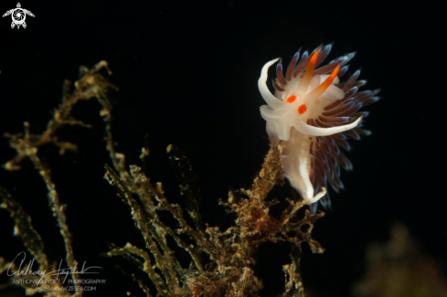 A Cratena peregrina | Hervia 