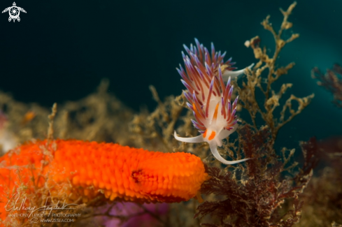 A Cratena peregrina | Hervia