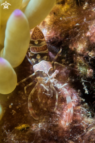 A Amethyst partner shrimp