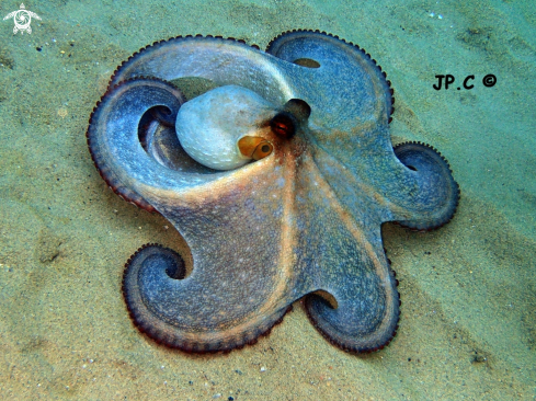 A Octopus vulgaris | Poulpe