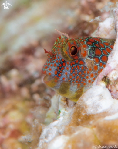 A Hypsoblennius invemar  | Tessellatted Blenny