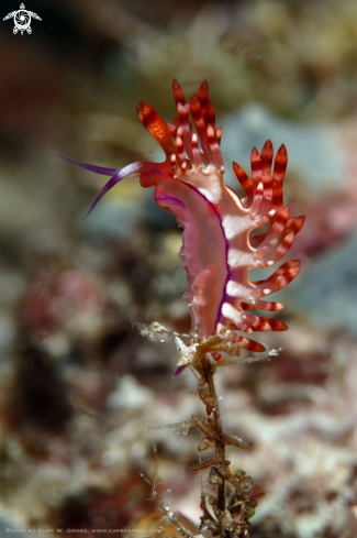 A Nudibranche