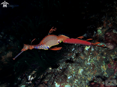 A Weedy Seadragon