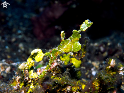 A Halimeda Ghost Pipefish, 