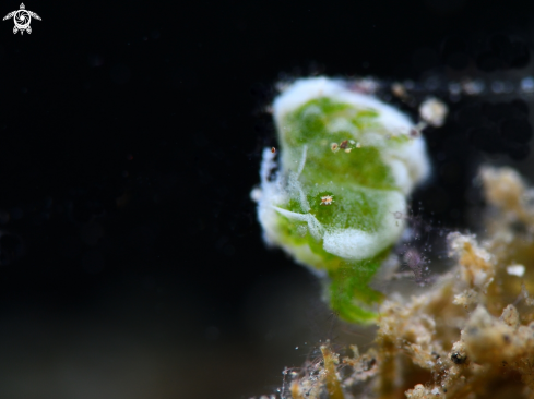 A Phycocaris sp. | Green Algae Shrimp