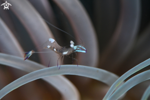 A Commensal shrimp