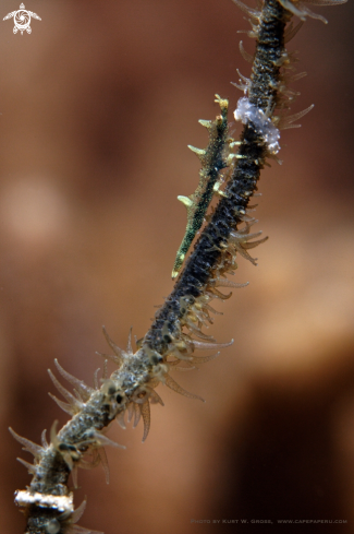 A Rhino shrimp