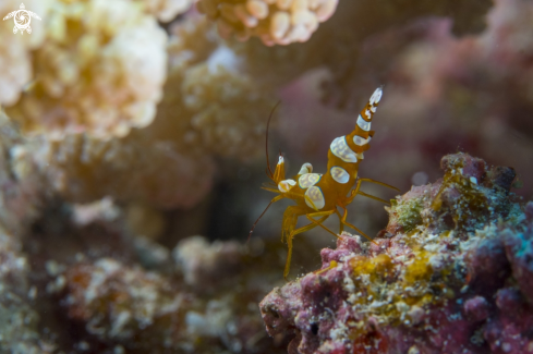 A Thor amboinensis | Sexy shrimp