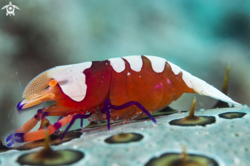 A Periclimenes imperator | Emperor shrimp