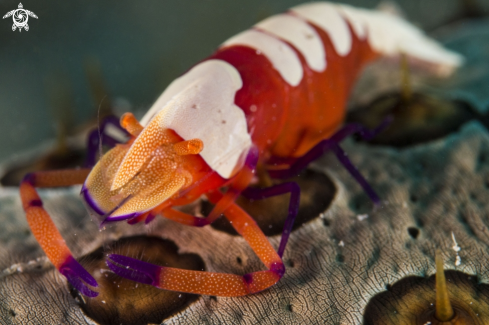 A Emperor shrimp