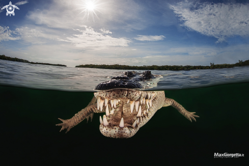 A crocodile american