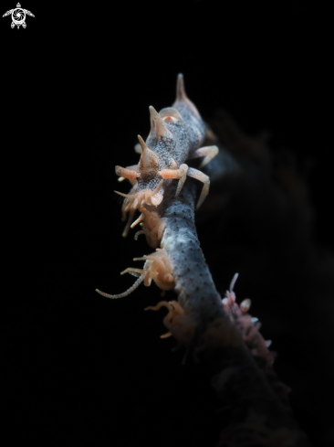 A Dragon Shrimp