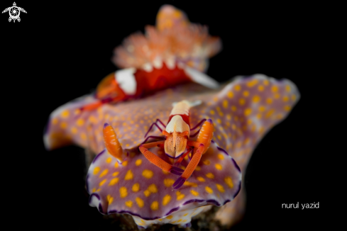 A Emperor Shrimp on Nudibranch (Ceratosoma tenue)