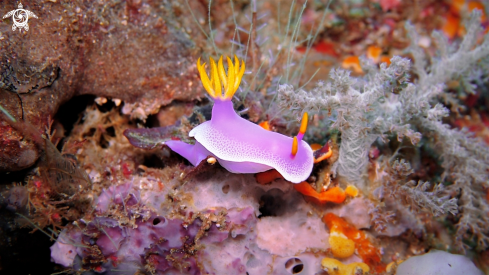 A Nudibranch