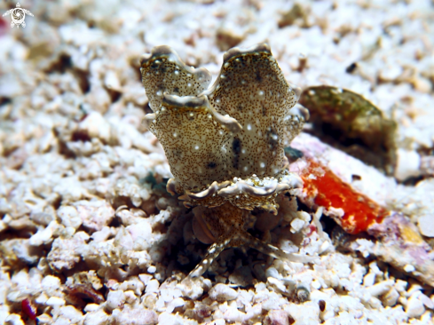 A Nudibranch