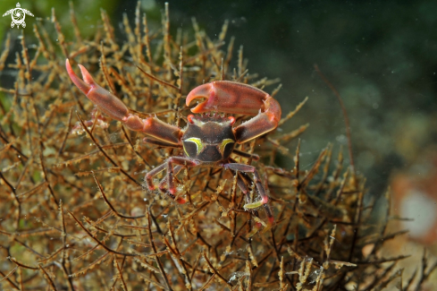 A Crab