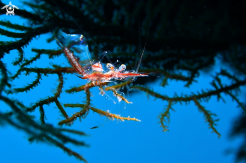 A Manipontonia psamathe | Gorgonian shrimp