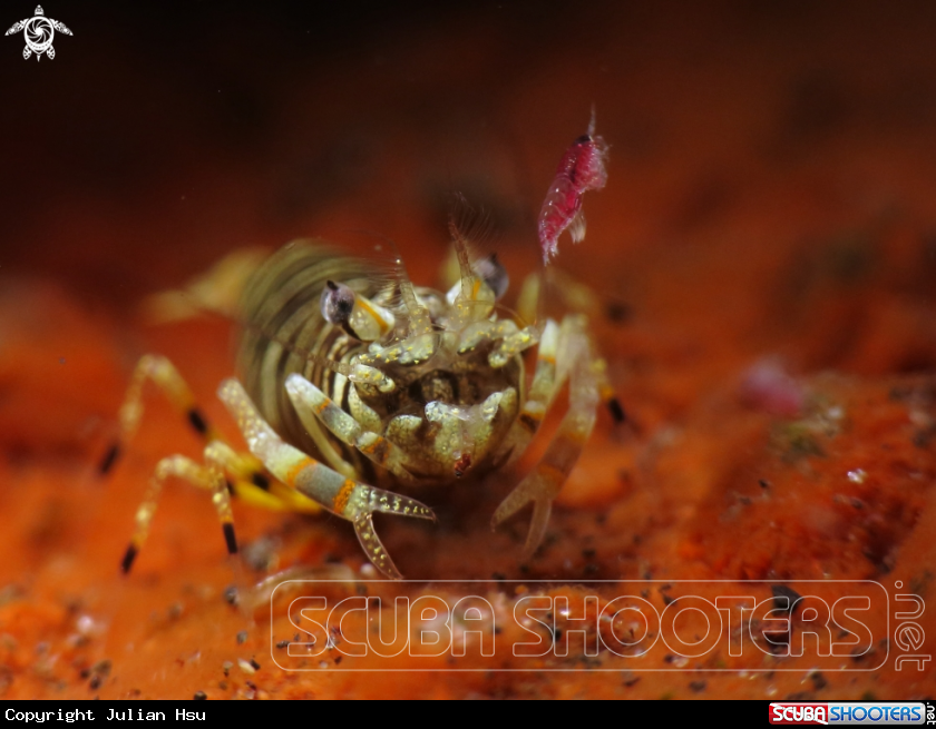 A Bumblebee shrimp