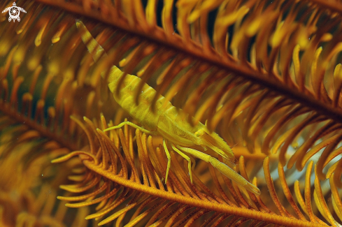 A Crinoid Squat Lobster 