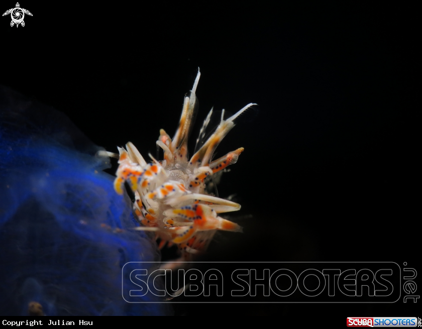A Spiny Tiger Shrimp