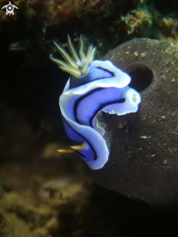 A Chromodoris Lochi