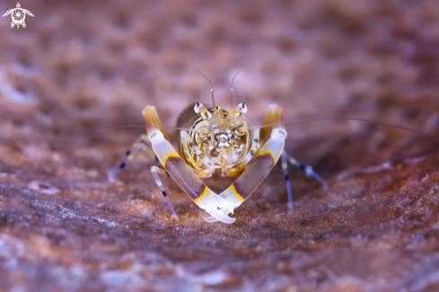 A Gnathophyllum | Bumblebee shrimp