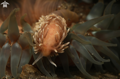 A Nudi & anemone