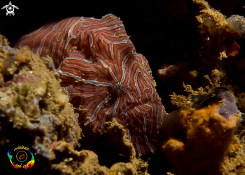 A Psychedelic frogfish