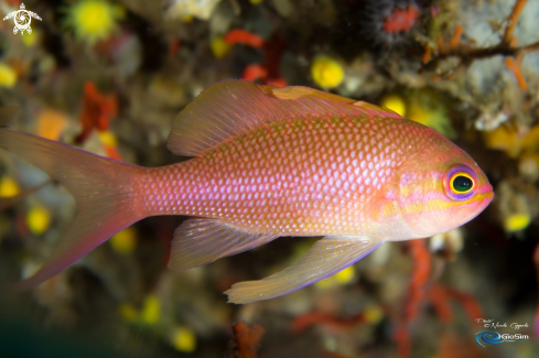 A Anthias