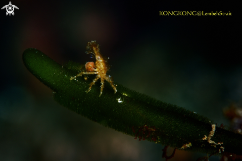 A Decorator Crab