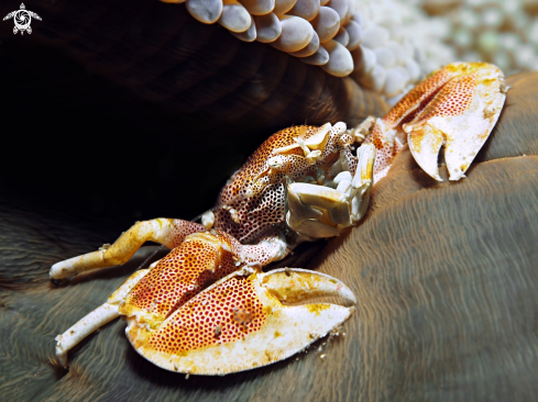 A Anemone Crab