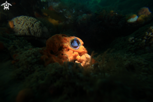 A Blenny