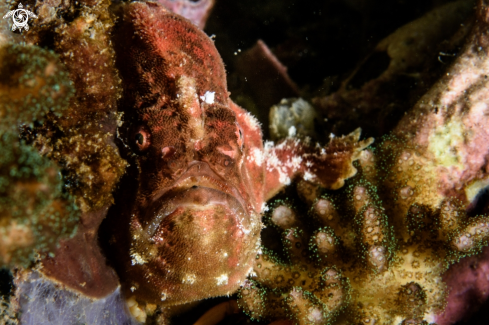 A Painted frogfish