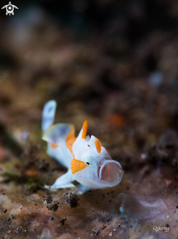 A Antennarius maculatus | Juvenile Frogfish