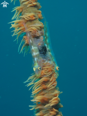 A Bryaninops yongei | Goby