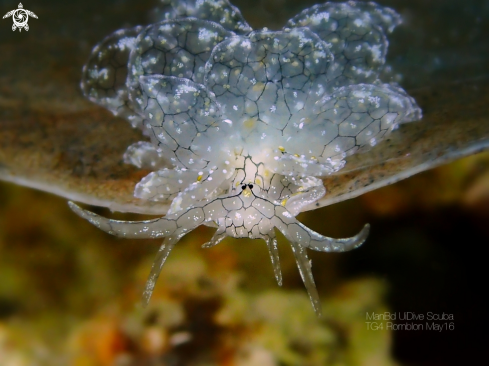 A Nudibranch