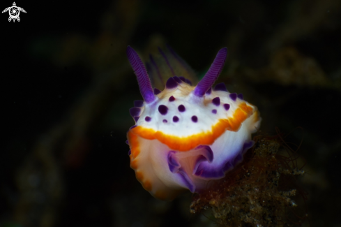 A Nudibranch