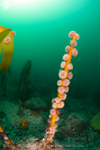 A Cape Urchins feeding on Kelp