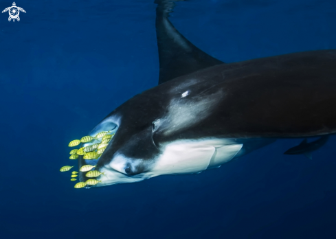 A Manta ray