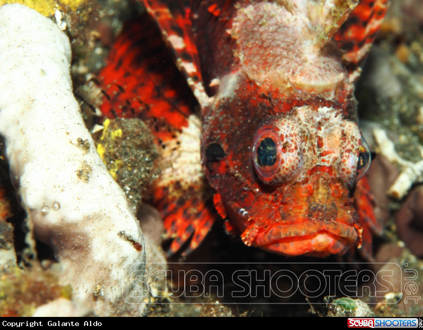 A Scorpion Fish
