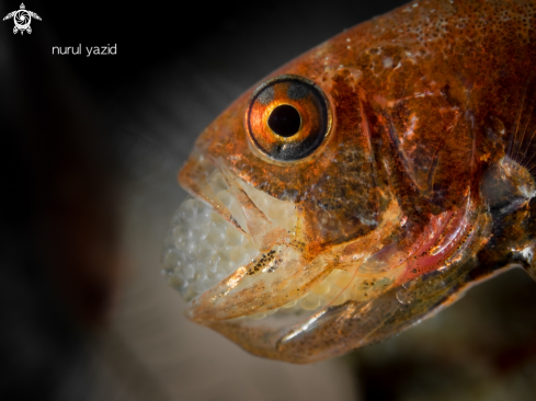 A Cardinal Fish Brooding Eggs in Mouth