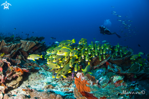 A Diver and a school big lips fish