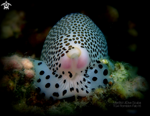 A Cowrie