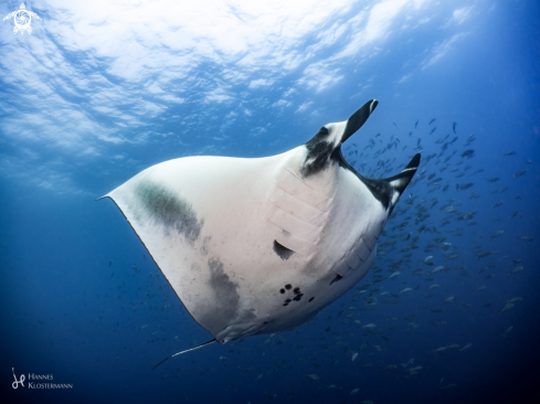 A Mobula Birostris | Giant Manta