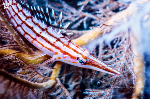 A Oxycirrhites typus  Bleeker, 1857  | Longnose hawkfish